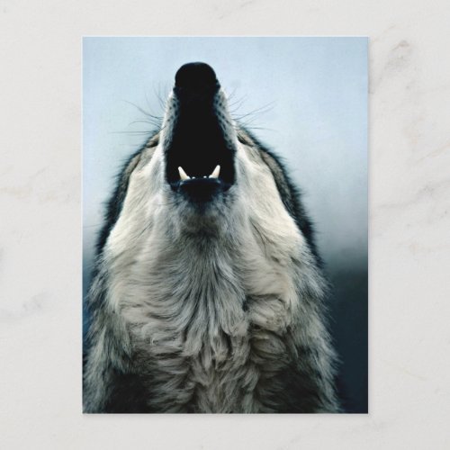 Mexican wolf endangered species Sonoran Desert Postcard