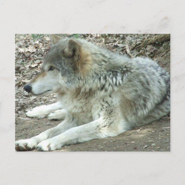 Mexican Wolf Postcard (Front)