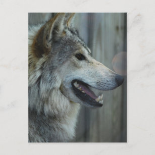 Mexican Wolf Postcard