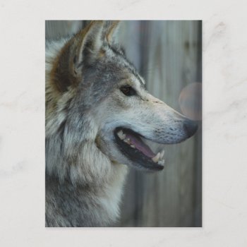 Mexican Wolf Postcard by WildlifeAnimals at Zazzle