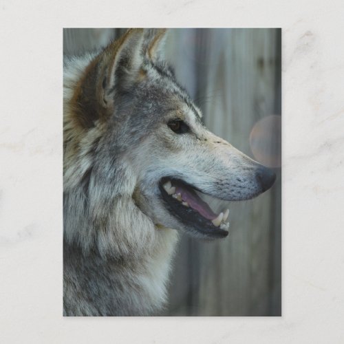 Mexican Wolf Postcard