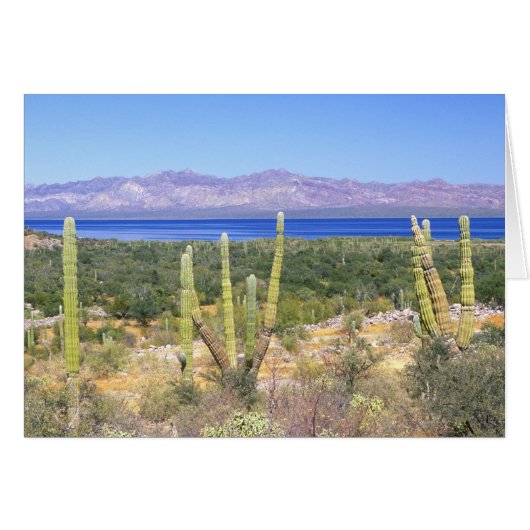 Mexico, Baja California Sur, Cardon Cactus at (Front Horizontal)