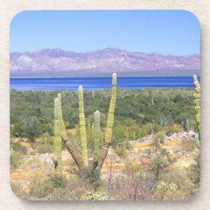 Mexico, Baja California Sur, Cardon Cactus at Beverage Coaster