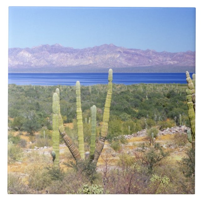 Mexico, Baja California Sur, Cardon Cactus at Ceramic Tile (Front)