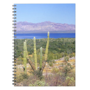 Mexico, Baja California Sur, Cardon Cactus at Notebook
