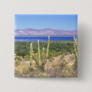 Mexico, Baja California Sur, Cardon Cactus at Pinback Button
