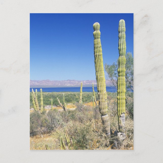 Mexico, Baja California Sur, Mulege, Bahia Postcard (Front)
