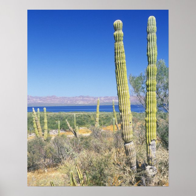 Mexico, Baja California Sur, Mulege, Bahia Poster (Front)