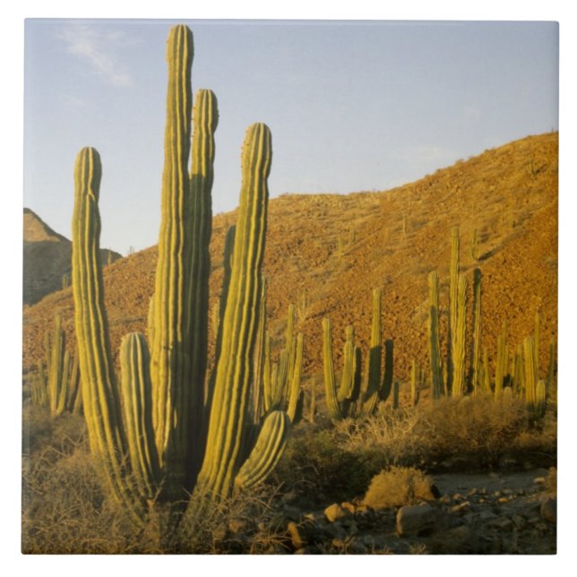 Mexico, Baja, Santa Catalina Island, Sea of Tile (Front)