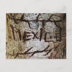 "Mexico" Carved Tree Graffiti Postcard
