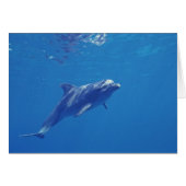 Mexico, Cozumel. Bottlenosed Dolphin (Front Horizontal)