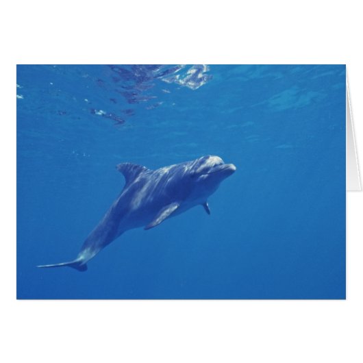 Mexico, Cozumel. Bottlenosed Dolphin (Front Horizontal)