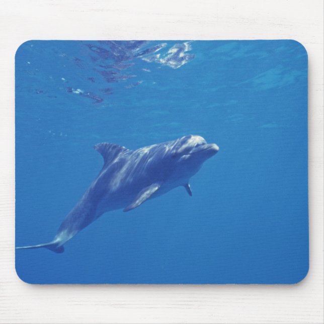 Mexico, Cozumel. Bottlenosed Dolphin Mouse Pad (Front)