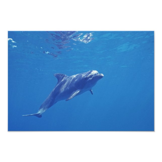 Mexico, Cozumel. Bottlenosed Dolphin Photo Print (Front)