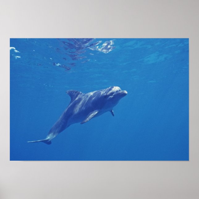 Mexico, Cozumel. Bottlenosed Dolphin Poster (Front)