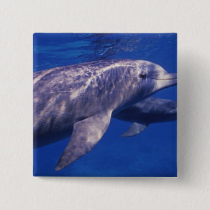 Mexico, Cozumel. Bottlenosed Dolphin, Tursiops 2 Pinback Button