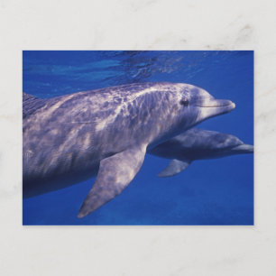 Mexico, Cozumel. Bottlenosed Dolphin, Tursiops 2 Postcard