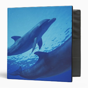 Mexico, Cozumel. Bottlenosed Dolphin, Tursiops 3 Ring Binder