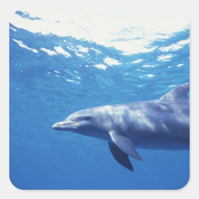 Mexico, Cozumel. Bottlenosed Dolphin, Tursiops 3 Square Sticker (Front)