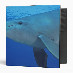Mexico, Cozumel. Bottlenosed Dolphin, Tursiops 4 Binder