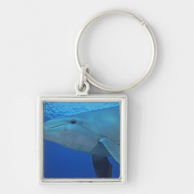 Mexico, Cozumel. Bottlenosed Dolphin, Tursiops 4 Keychain (Front)
