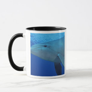 Mexico, Cozumel. Bottlenosed Dolphin, Tursiops 4 Mug