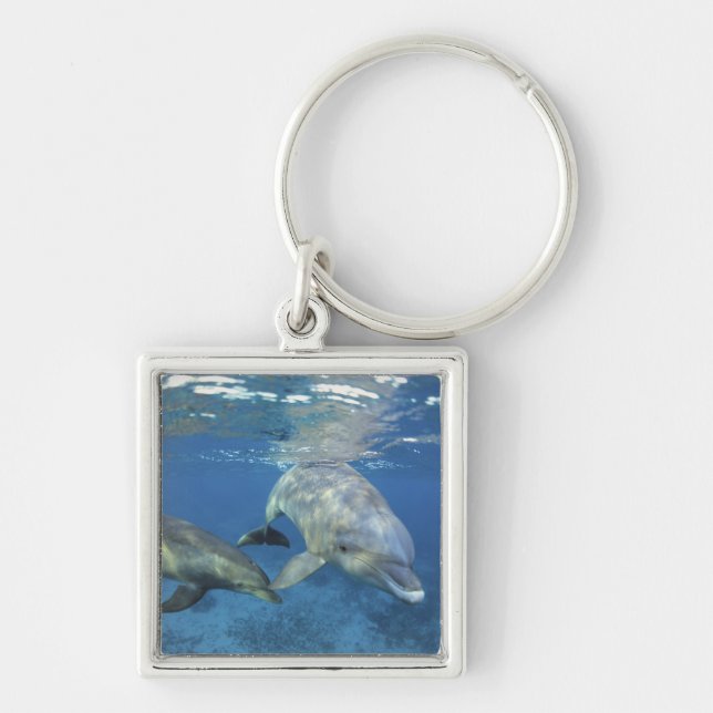 Mexico, Cozumel. Bottlenosed Dolphin, Tursiops 5 Keychain (Front)