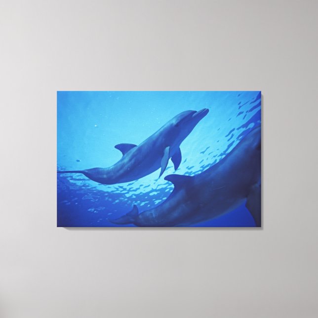 Mexico, Cozumel. Bottlenosed Dolphin, Tursiops Canvas Print (Front)