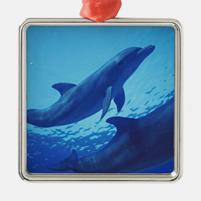 Mexico, Cozumel. Bottlenosed Dolphin, Tursiops Metal Ornament (Front)