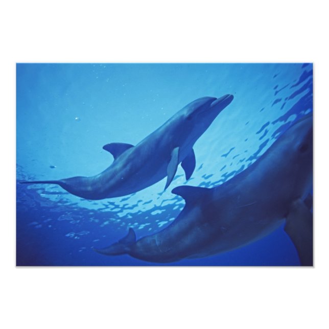 Mexico, Cozumel. Bottlenosed Dolphin, Tursiops Photo Print (Front)