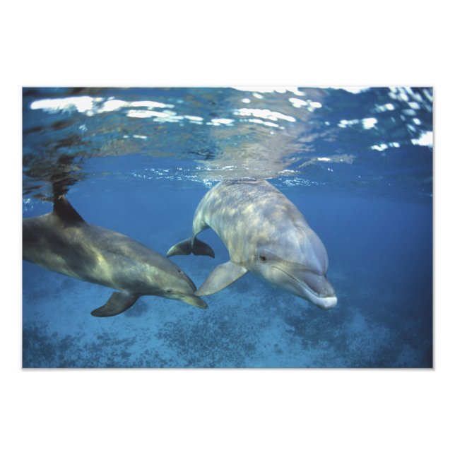 Mexico, Cozumel. Bottlenosed Dolphin, Tursiops Photo Print (Front)