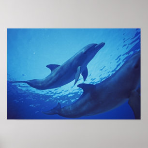 Mexico, Cozumel. Bottlenosed Dolphin, Tursiops Poster