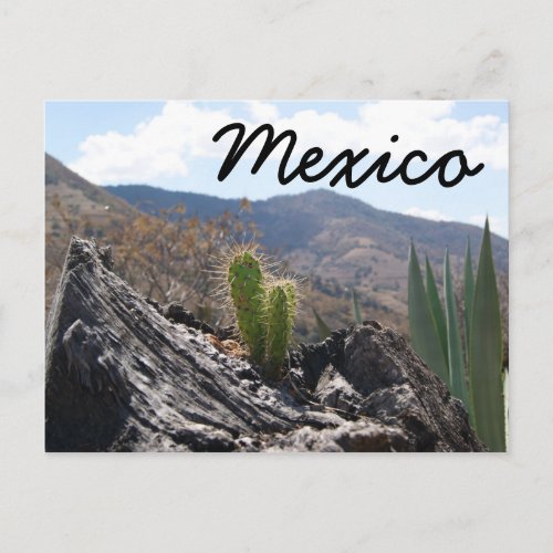 Mexico Mountains Cactus Desert Landscape Postcard