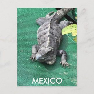 Mexico Postcard