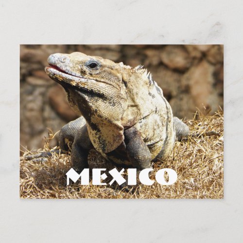 Mexico Reptile Wild Iguana Postcard