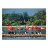 Mexico Rio Lagartos (Front Horizontal)