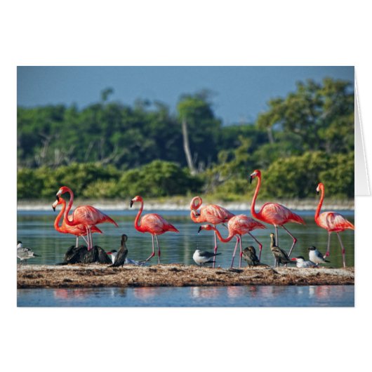 Mexico Rio Lagartos (Front Horizontal)