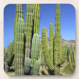 Mexico, Sonora, San Carlos. Saguaro & Organ Pipe Coaster