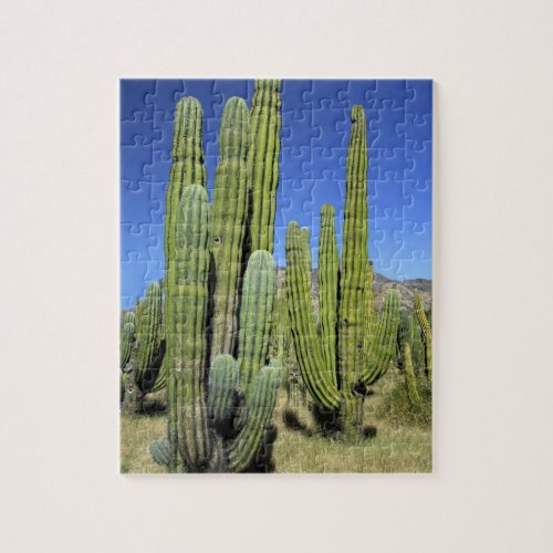 Mexico Sonora San Carlos Saguaro  Organ Pipe Jigsaw Puzzle