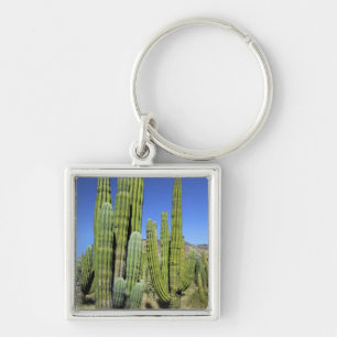 Mexico, Sonora, San Carlos. Saguaro & Organ Pipe Keychain