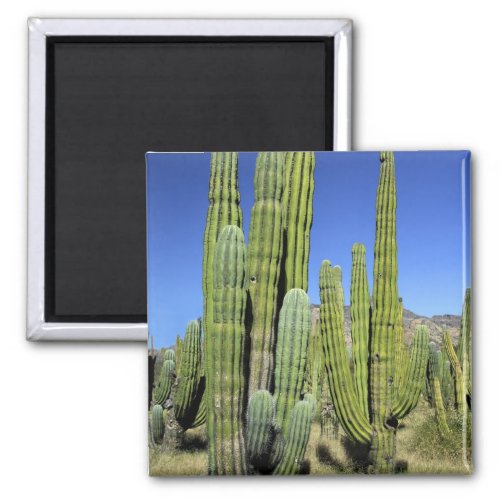 Mexico Sonora San Carlos Saguaro  Organ Pipe Magnet