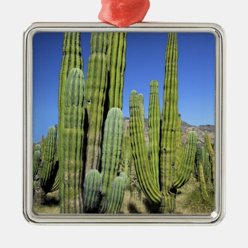 Mexico Sonora San Carlos Saguaro  Organ Pipe Metal Ornament