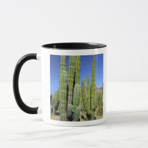 Mexico Sonora San Carlos Saguaro  Organ Pipe Mug