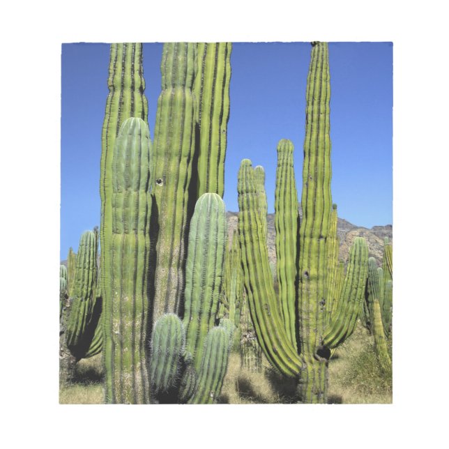 Mexico, Sonora, San Carlos. Saguaro & Organ Pipe Notepad (Front)