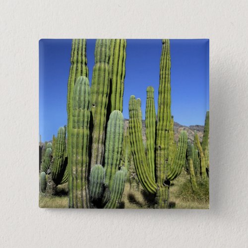 Mexico Sonora San Carlos Saguaro  Organ Pipe Pinback Button