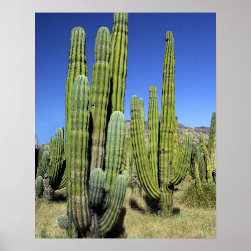 Mexico Sonora San Carlos Saguaro  Organ Pipe Poster