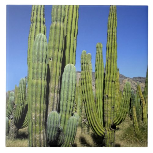 Mexico Sonora San Carlos Saguaro  Organ Pipe Tile