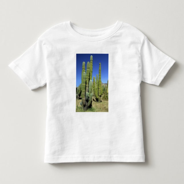 Mexico, Sonora, San Carlos. Saguaro & Organ Pipe Toddler T-shirt (Front)