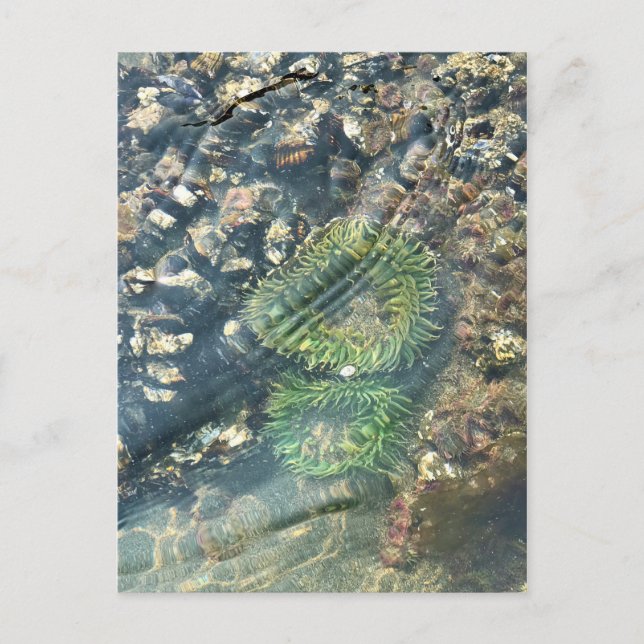 Meyers Beach North, Gold Beach, Oregon Postcard (Front)