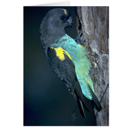 Meyer's Parrot (Front)